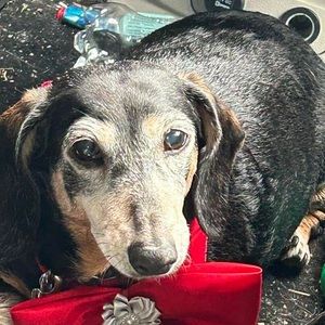 Meet your Posher, Wendy